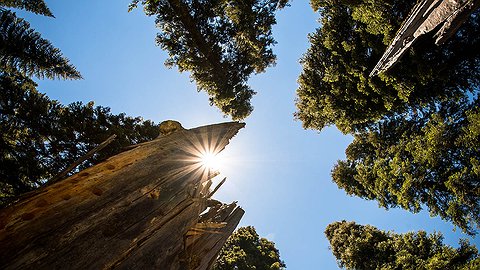 Время сажать