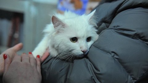 Неправильно ты, дядя Федор, котов на улице подбираешь